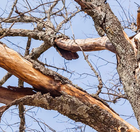 Professional Tree Risk Assessment Westchester PA 557 by 523