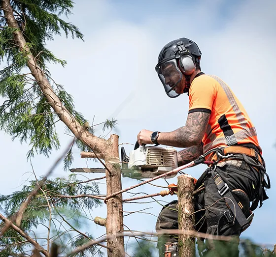 Professional Tree Support Services Frasier PA 560 by 523