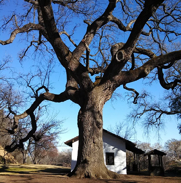 Protecting Property by Preserving Trees 580 by 706