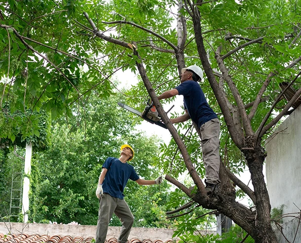 Reliable Tree Risk Inspection in Frazer PA 580 by 492