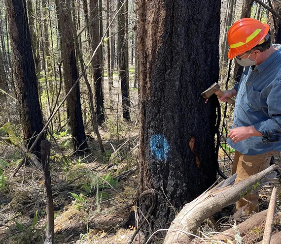 Residential Hazard Tree Inspection in Downingtown PA 570 by 496