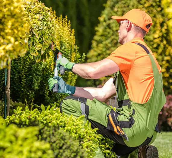 Residential Hedge Services Westchester PA 570 by 523