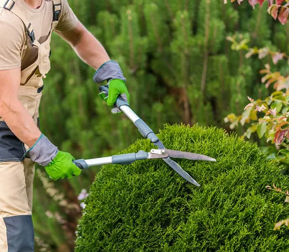 Residential Hedge Trimming in Thorndale PA 570 by 496