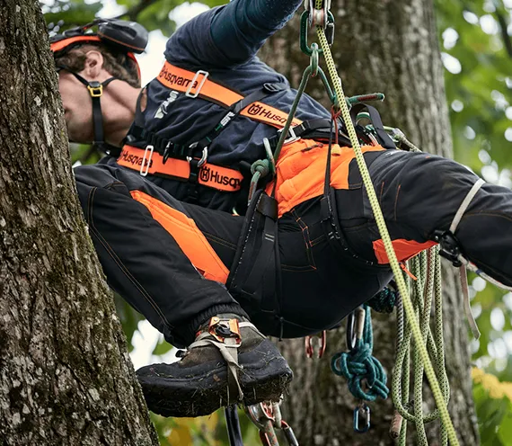 Residential Tree Cabling Westchester PA 570 by 496