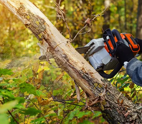 Residential Tree Cutting Westchester PA 570 by 496