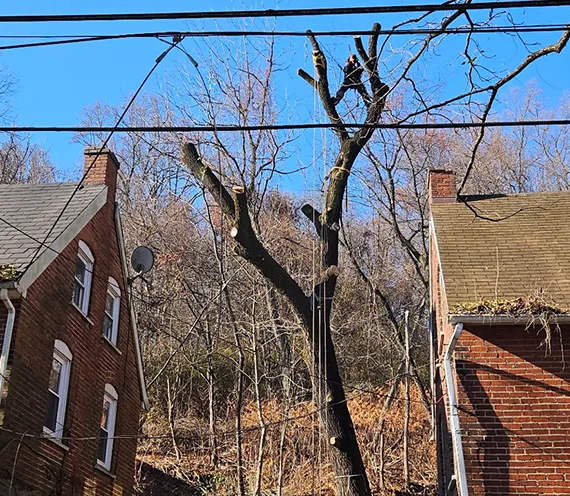 Residential Tree Services in Thorndale PA 570 by 496
