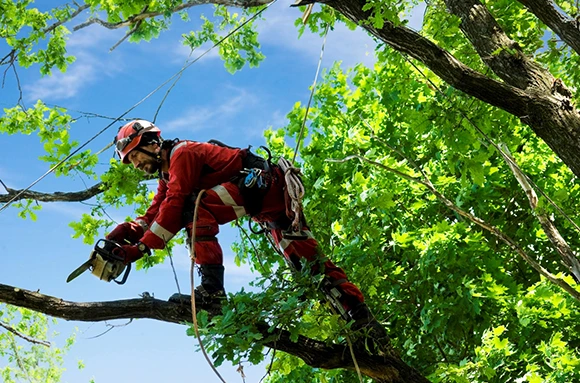 Safe Outdoor Environment Restored Quickly 580 by 383