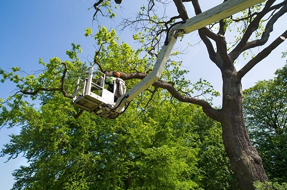 Signs You Need Tree Cabling 580 by 452