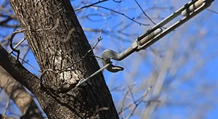 Tree Cabling 317 by 173 2