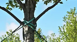 Tree Cabling 317 by 173 3