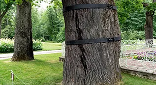 Tree Cabling 317 by 173