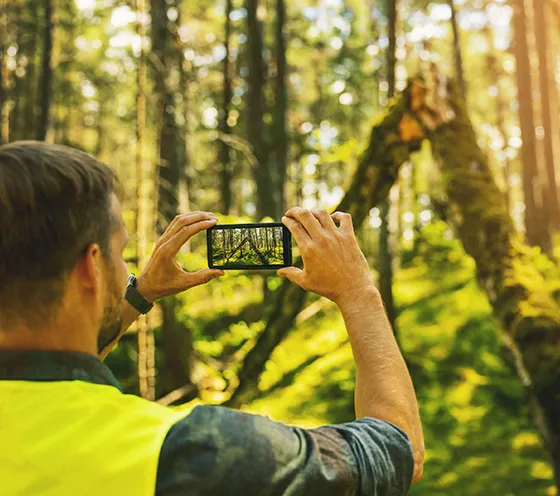 Tree Health Risk Services Avondale PA 560 by 496