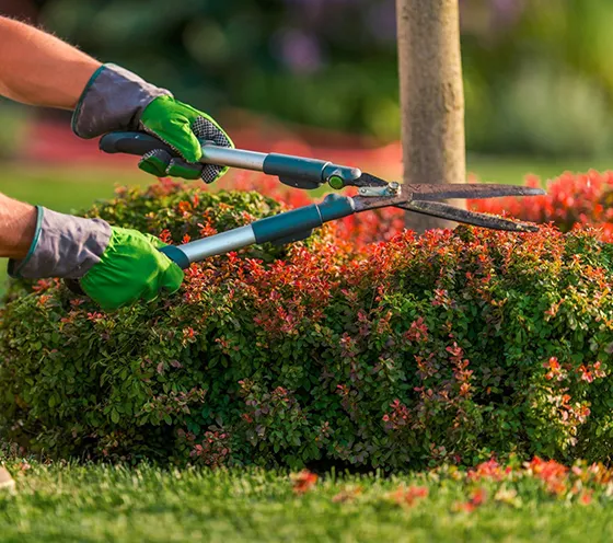 Tree Hedge Shaping Service in Thorndale PA 560 by 470
