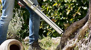 Tree Inspection 317 by 173 02