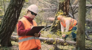 Tree Inspection 317 by 173 03