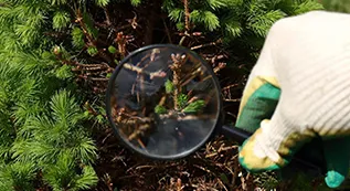 Tree Inspection 317 by 173 05