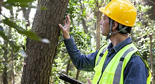 Tree Inspection 317 by 173 06