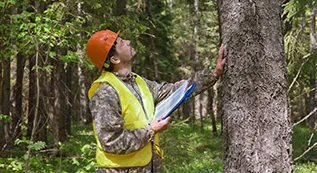 Tree Inspection 317 by 173 09