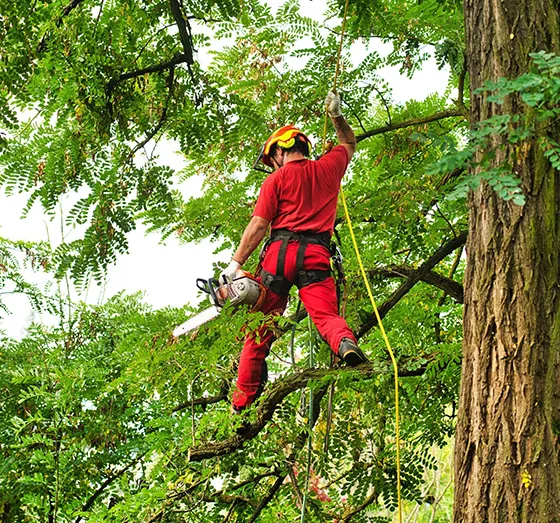 Tree Maintenance Cutting Avondale PA 560 by 523
