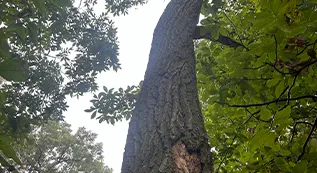 Tree Removal 317 by 173 1