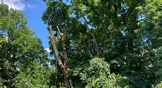 Tree Removal 317 by 173 3