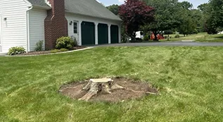 Tree Removal 317 by 173 4