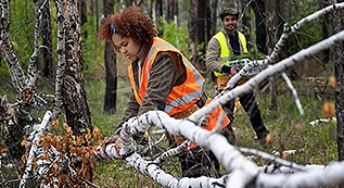 Tree Removal 317 by 173 5