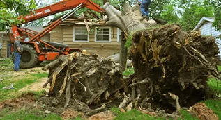 Tree Removal 317 by 173 7