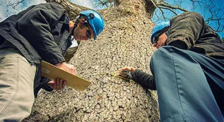 Tree Risk Assessment 317 by 173 3