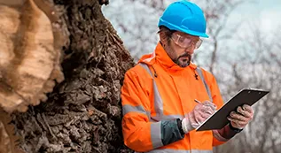 Tree Risk Assessment 317 by 173 5