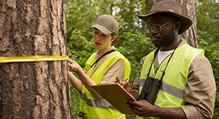 Tree Risk Assessment 317 by 173