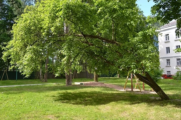 Tree Risk Assessment Safety Planning 580 by 383