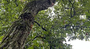 Tree Services 317 by 173 1