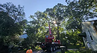 Tree Services 317 by 173 02