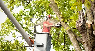 Tree Services 317 by 173 06
