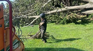 Tree Services 317 by 173 09