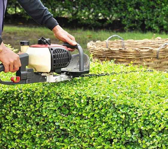 Tree Stabilization Services Avondale PA 560 by 496