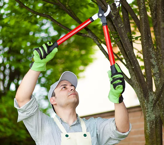 Tree Trimming Service in Avondale PA 560 by 496