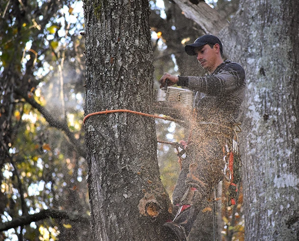 Urgent Tree Safety Assessment in Coatesville PA 580 by 492