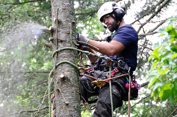 West ChesteraE™s Certified Arborist 580 by 452