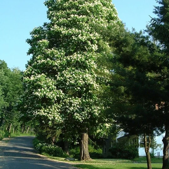 Benefits of Our Assessments 518 by 562