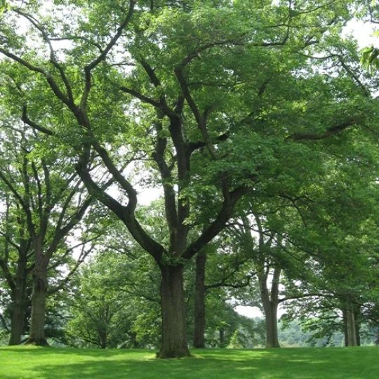 Benefits of Our Tree Inspection 498 by 540