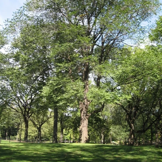 Benefits of Our Tree Removal 498 by 550