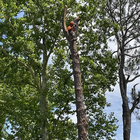 Benefits of Our Tree Stability Cabling 498 by 542